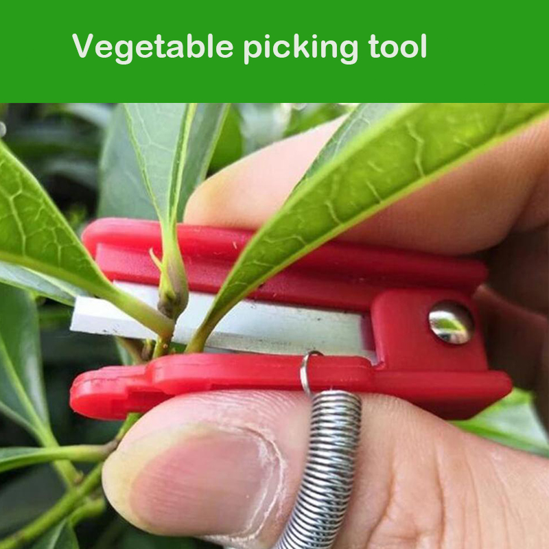 Knife Separator Vegetable Frui - Harvest Knife Garden review and price